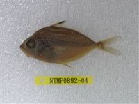 藏品(黑邊鰏)的圖片